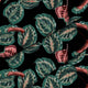 Červená tropická Maranta-Panama