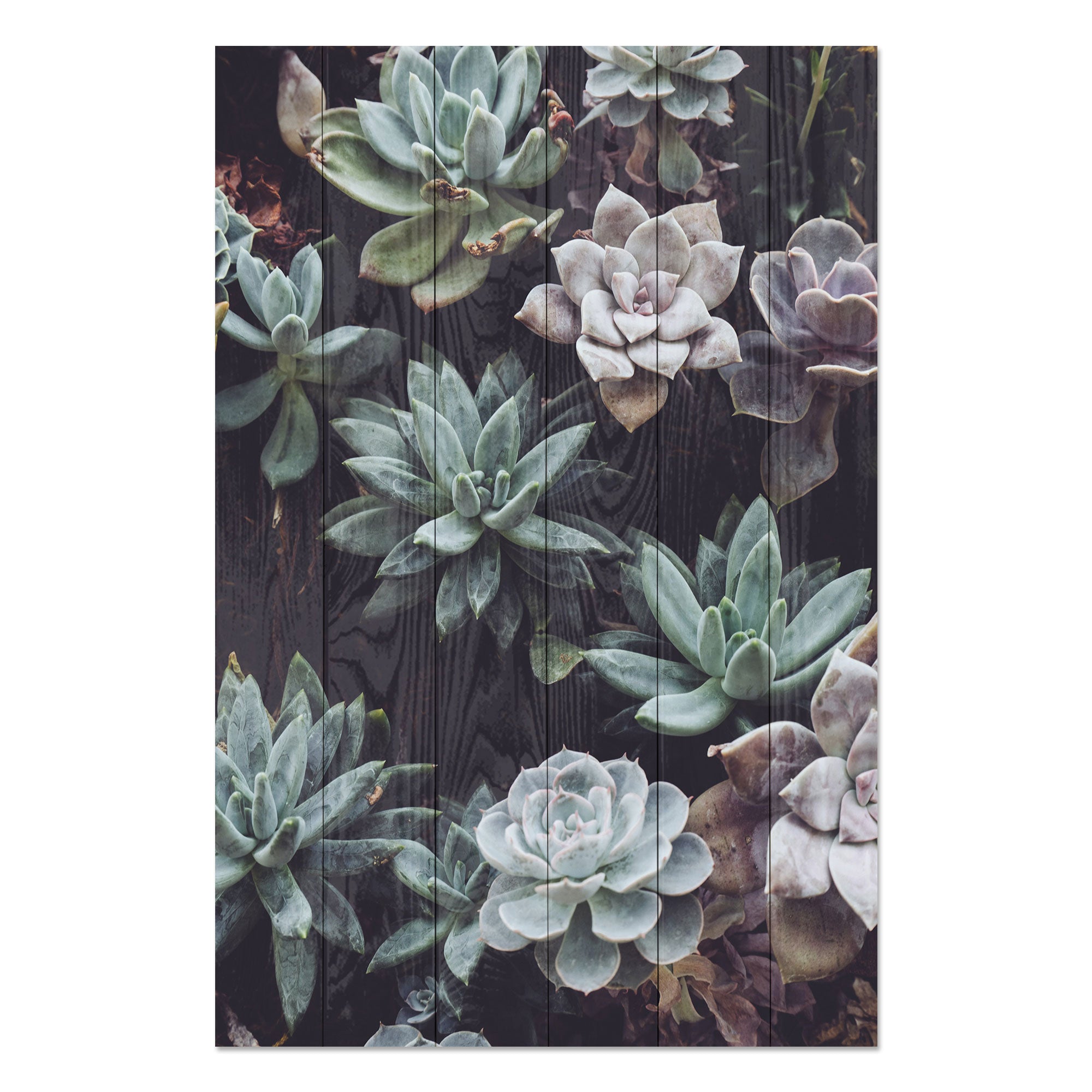 Wood Picture Succulents-30x30 cm