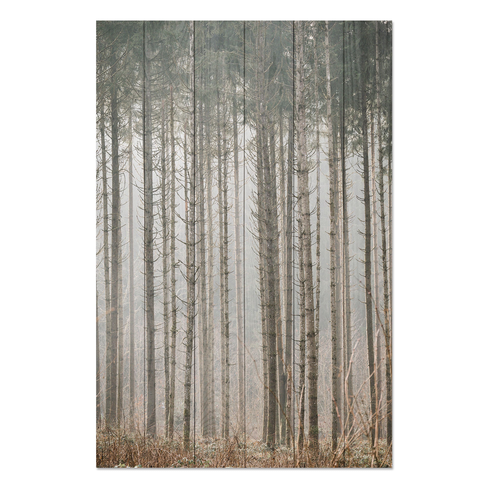 Obraz Wood Tajemný les
