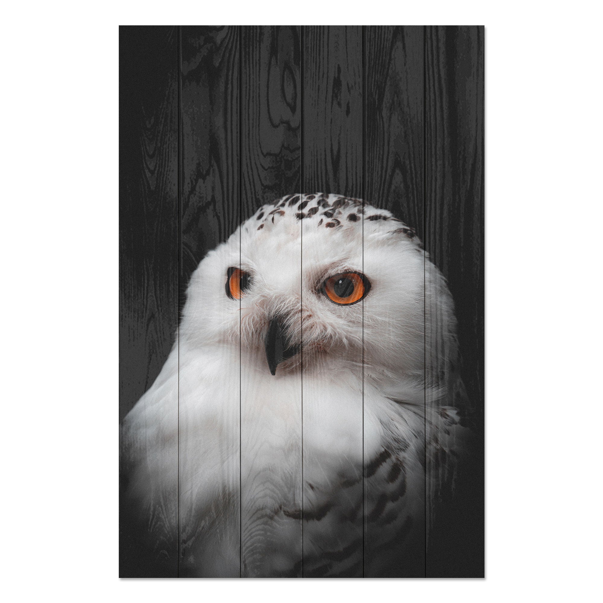 Obraz Wood Owl Portrait