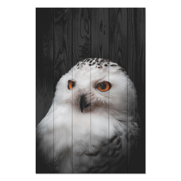 Obrázek na dřevo Owl Portrait